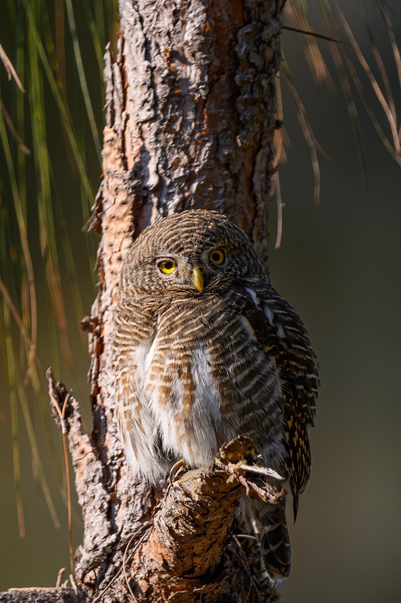 Asian Barred Owlet - ML618025594