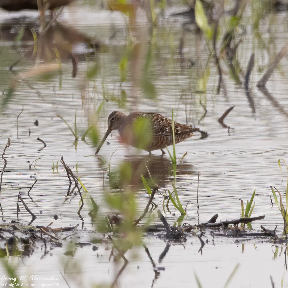Long-billed Dowitcher - ML618025600