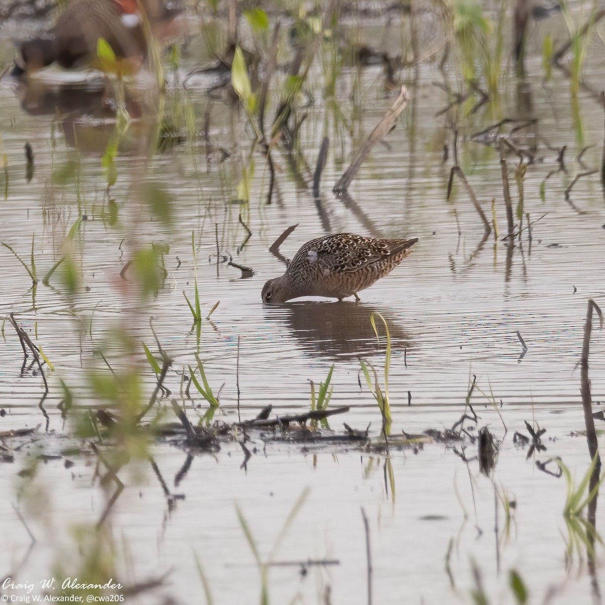 Long-billed Dowitcher - ML618025601