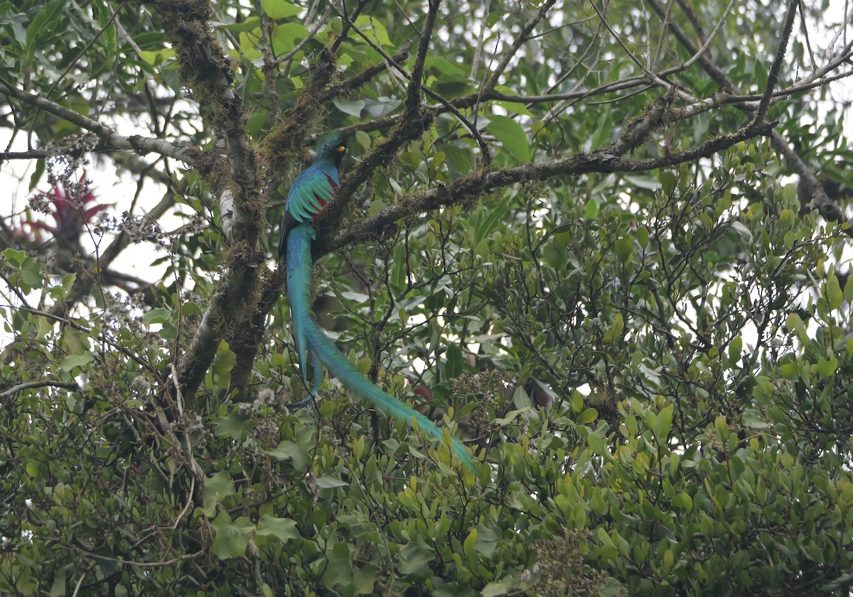 Resplendent Quetzal (Guatemalan) - Micah Riegner