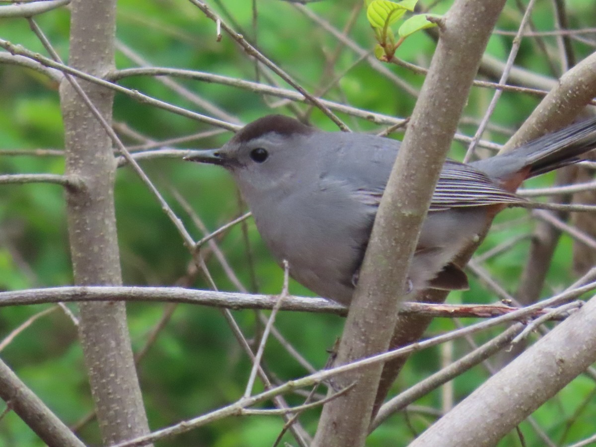 Gray Catbird - dave chase