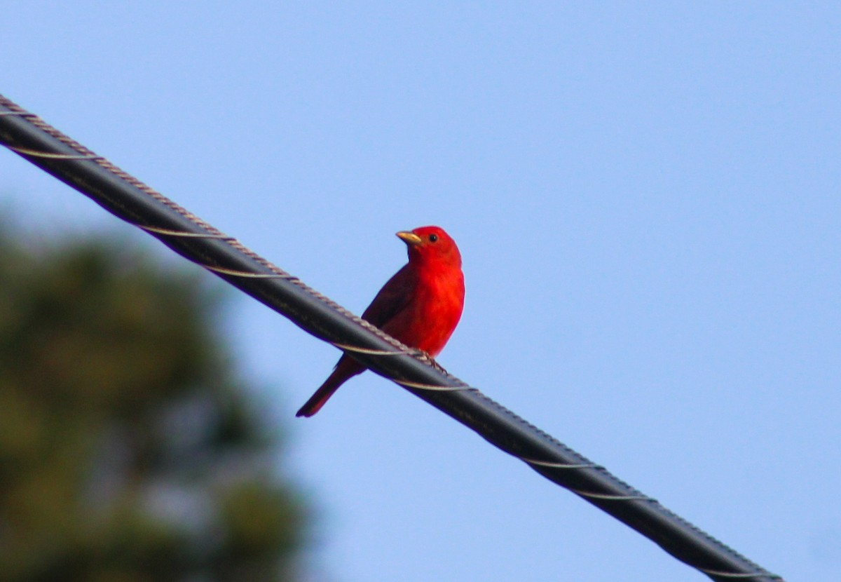 Summer Tanager - William Hoeck