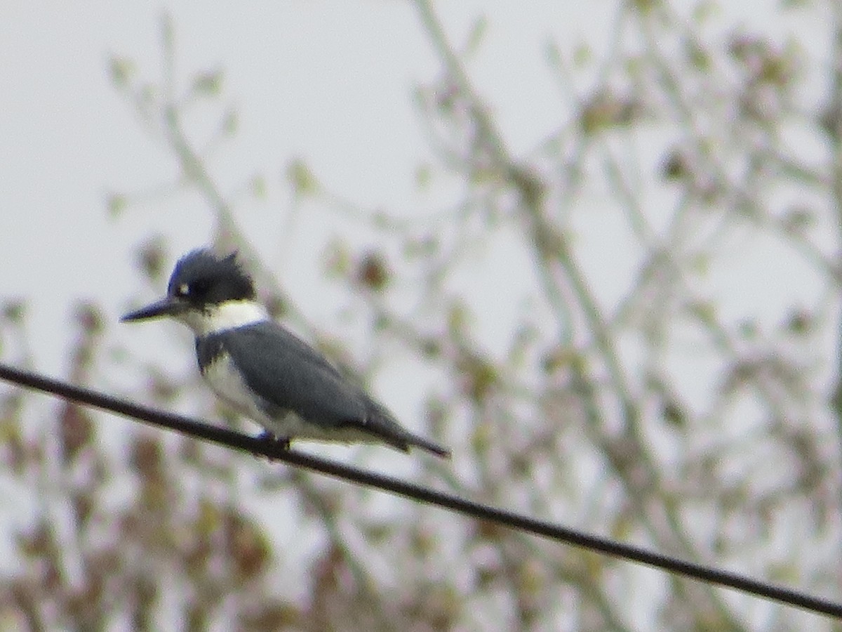 Belted Kingfisher - Marianne Friers