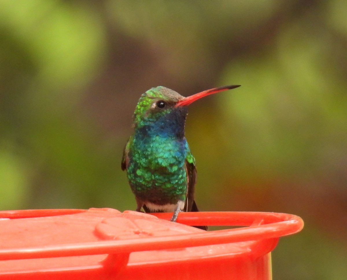 Broad-billed Hummingbird - Karen Roll
