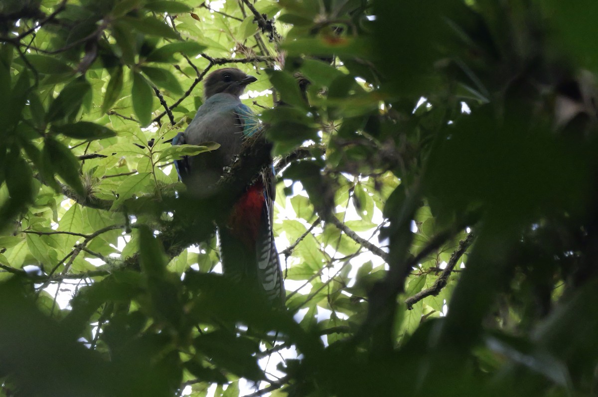 Resplendent Quetzal (Guatemalan) - ML618025649