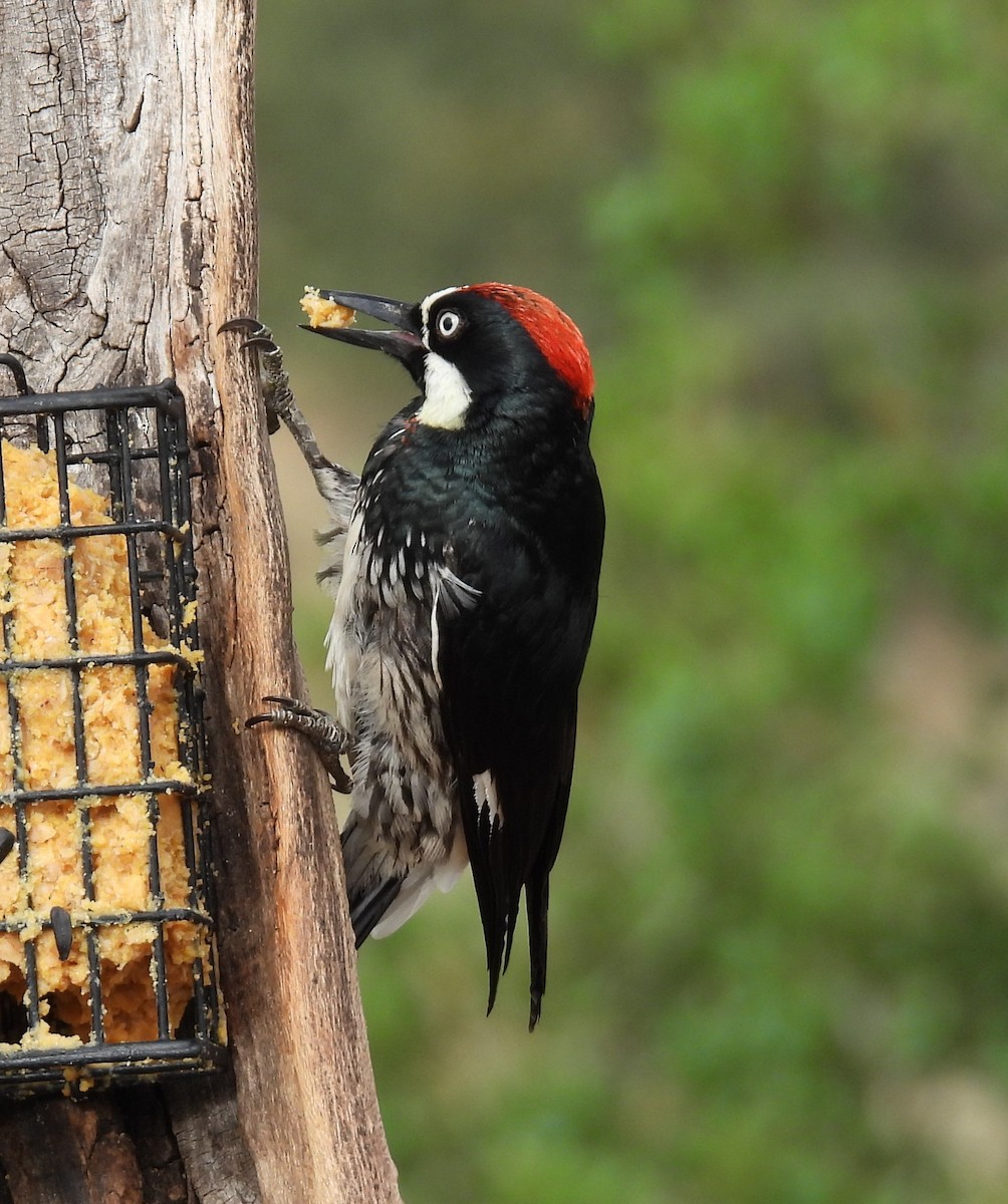Acorn Woodpecker - ML618025659