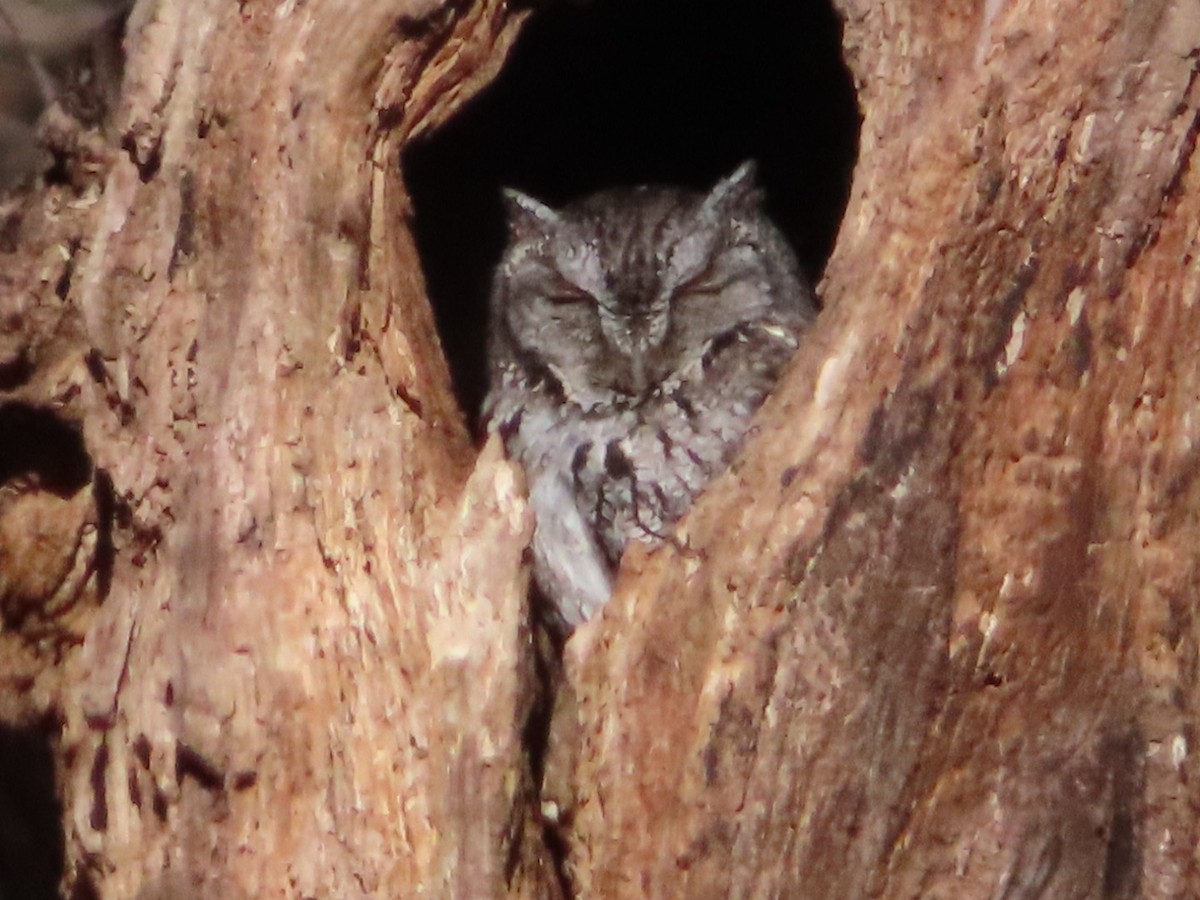 Eastern Screech-Owl - Marcia Merithew
