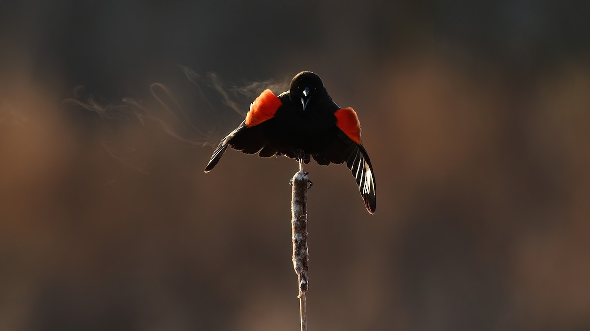 Red-winged Blackbird - Steven McGrath