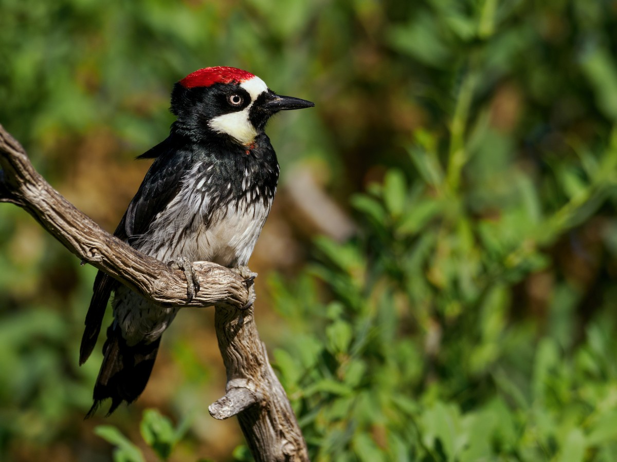 Acorn Woodpecker (Acorn) - ML618025687