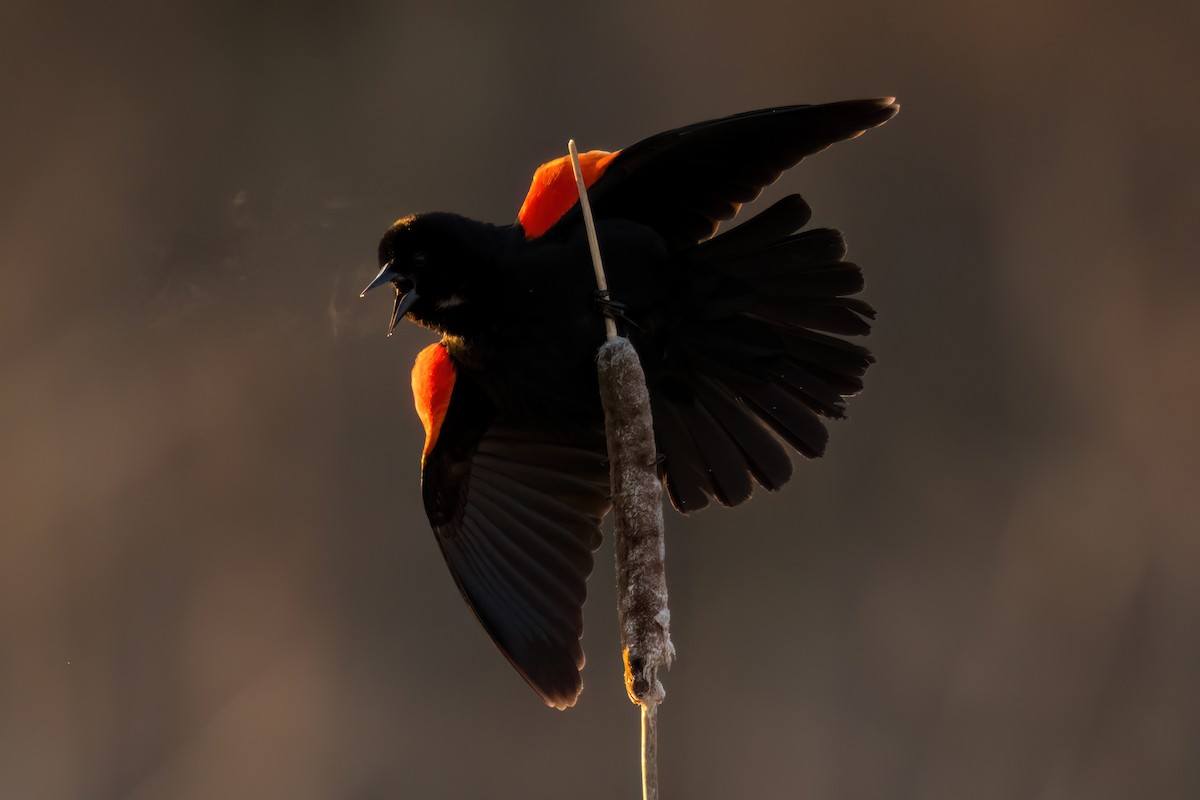 Red-winged Blackbird - ML618025694