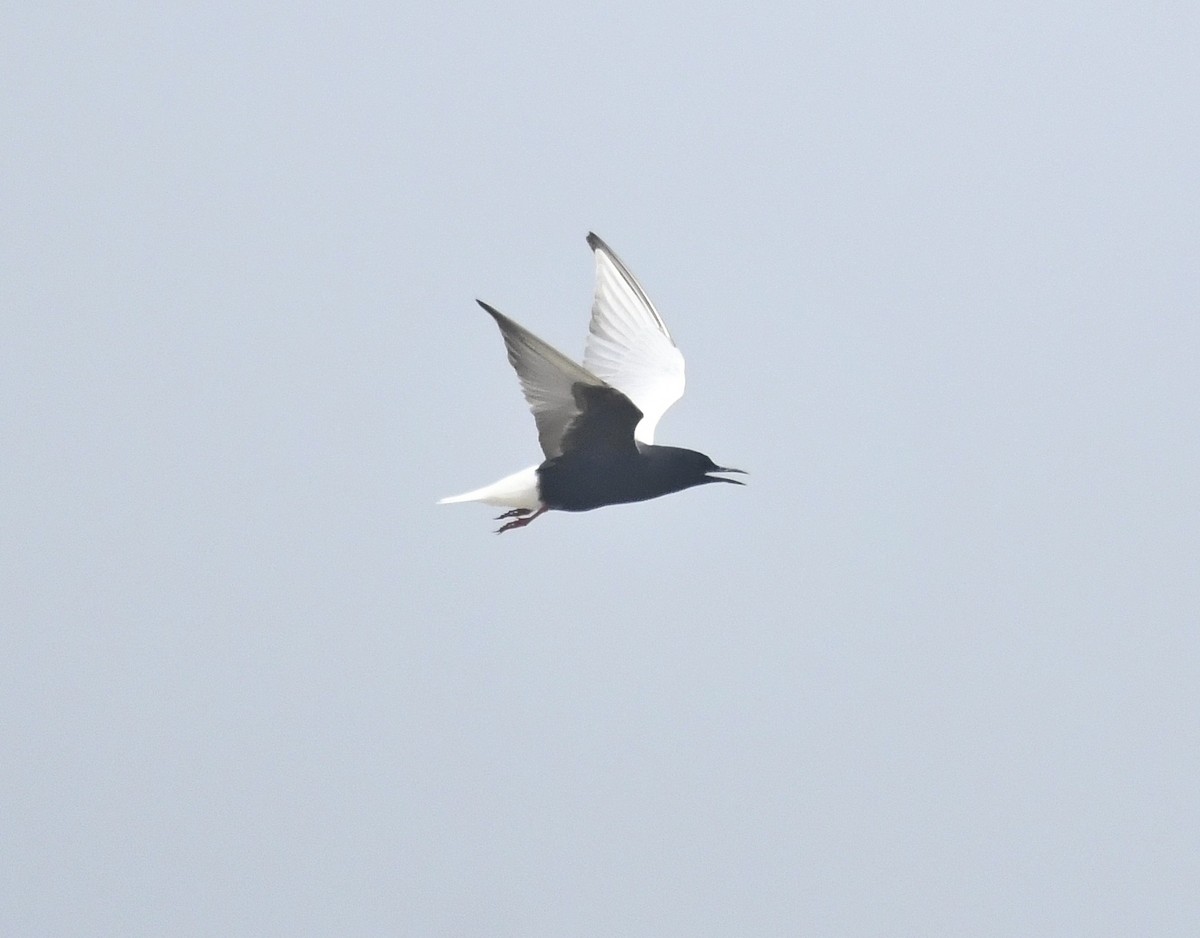 White-winged Tern - ML618025702