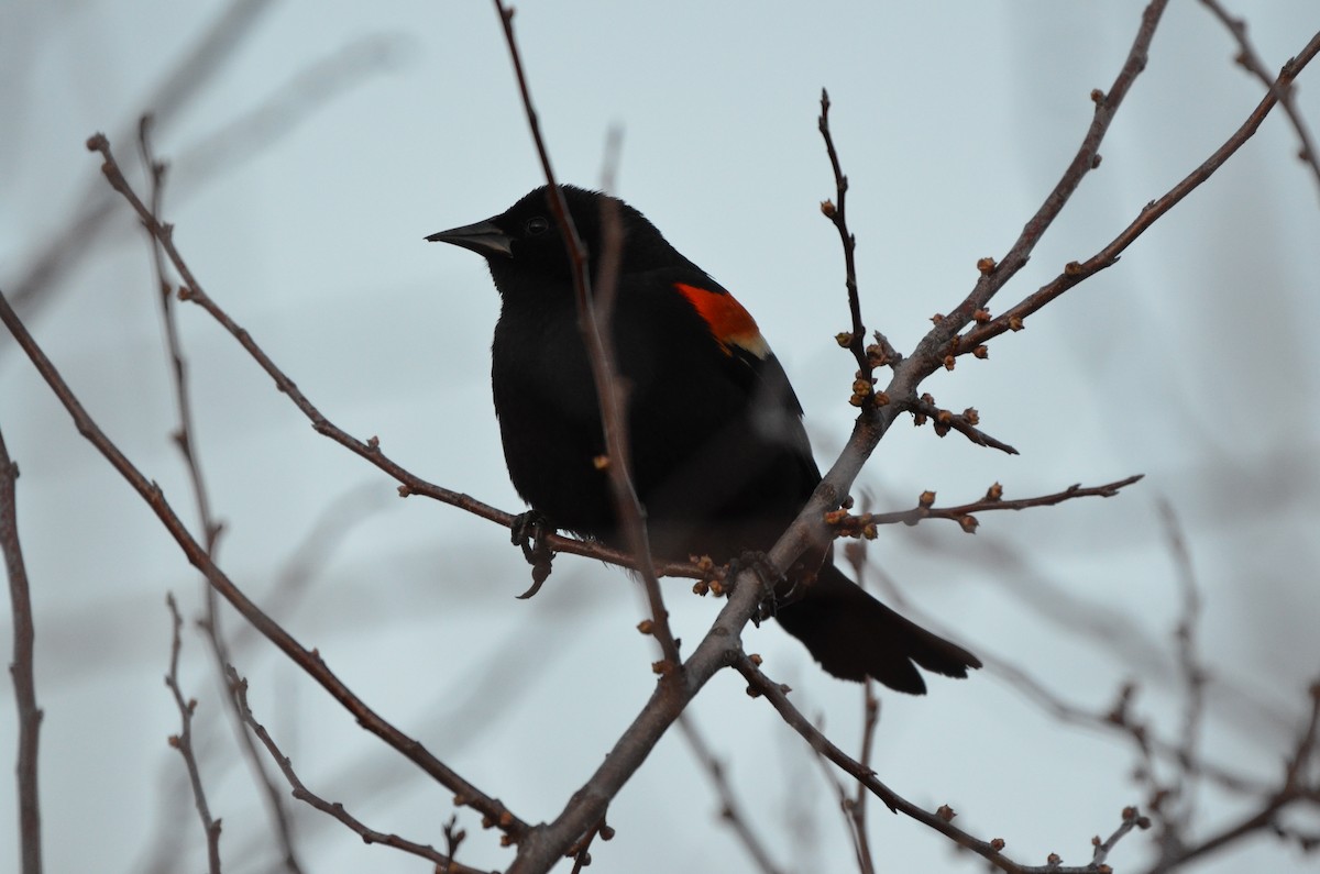 Red-winged Blackbird - ML618025712