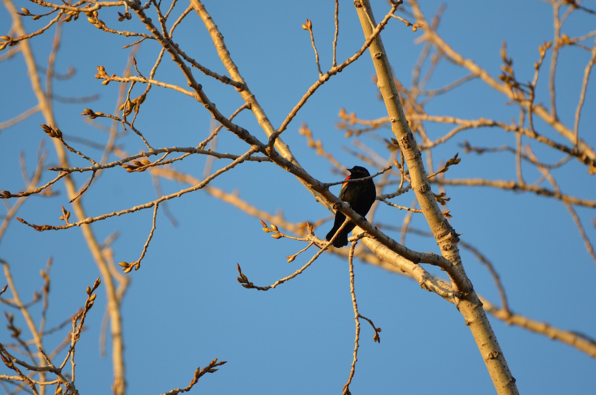 Red-winged Blackbird - ML618025713
