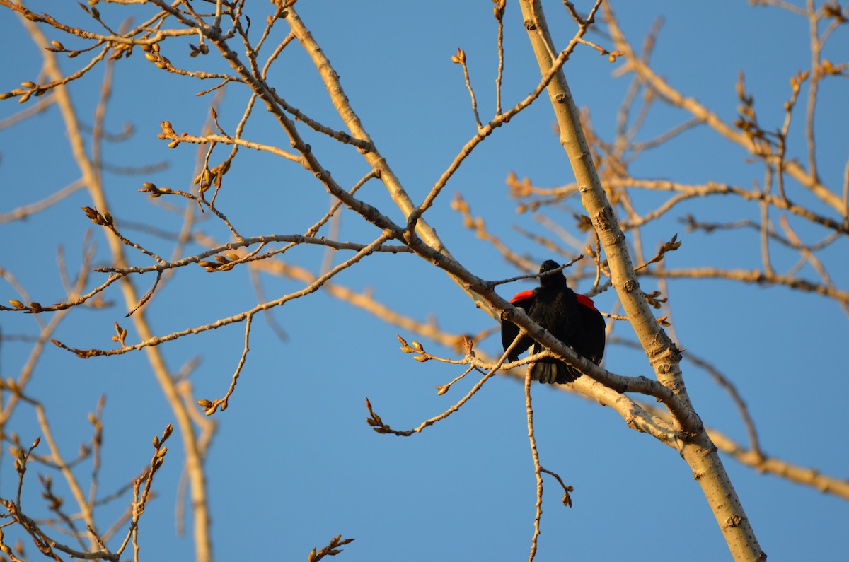 Red-winged Blackbird - ML618025715