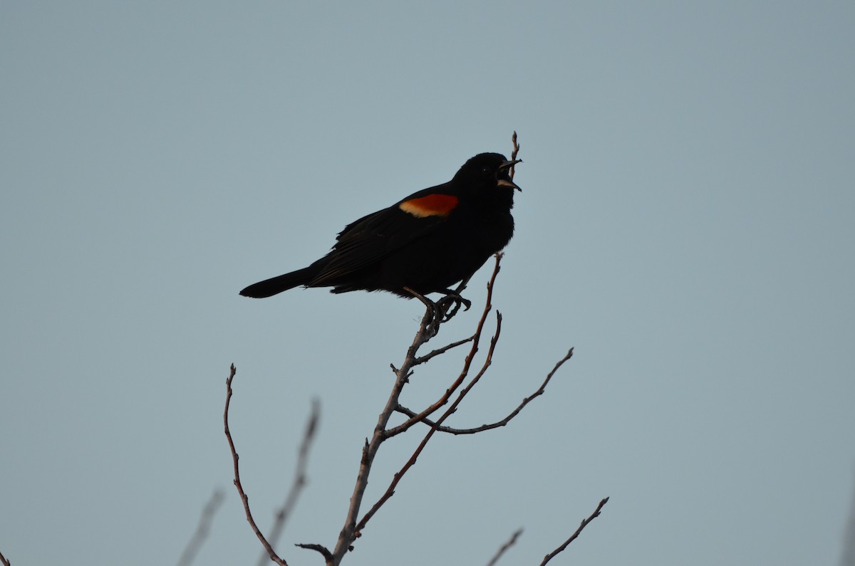 Red-winged Blackbird - ML618025733