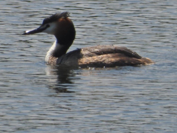 Great Crested Grebe - ML618025736