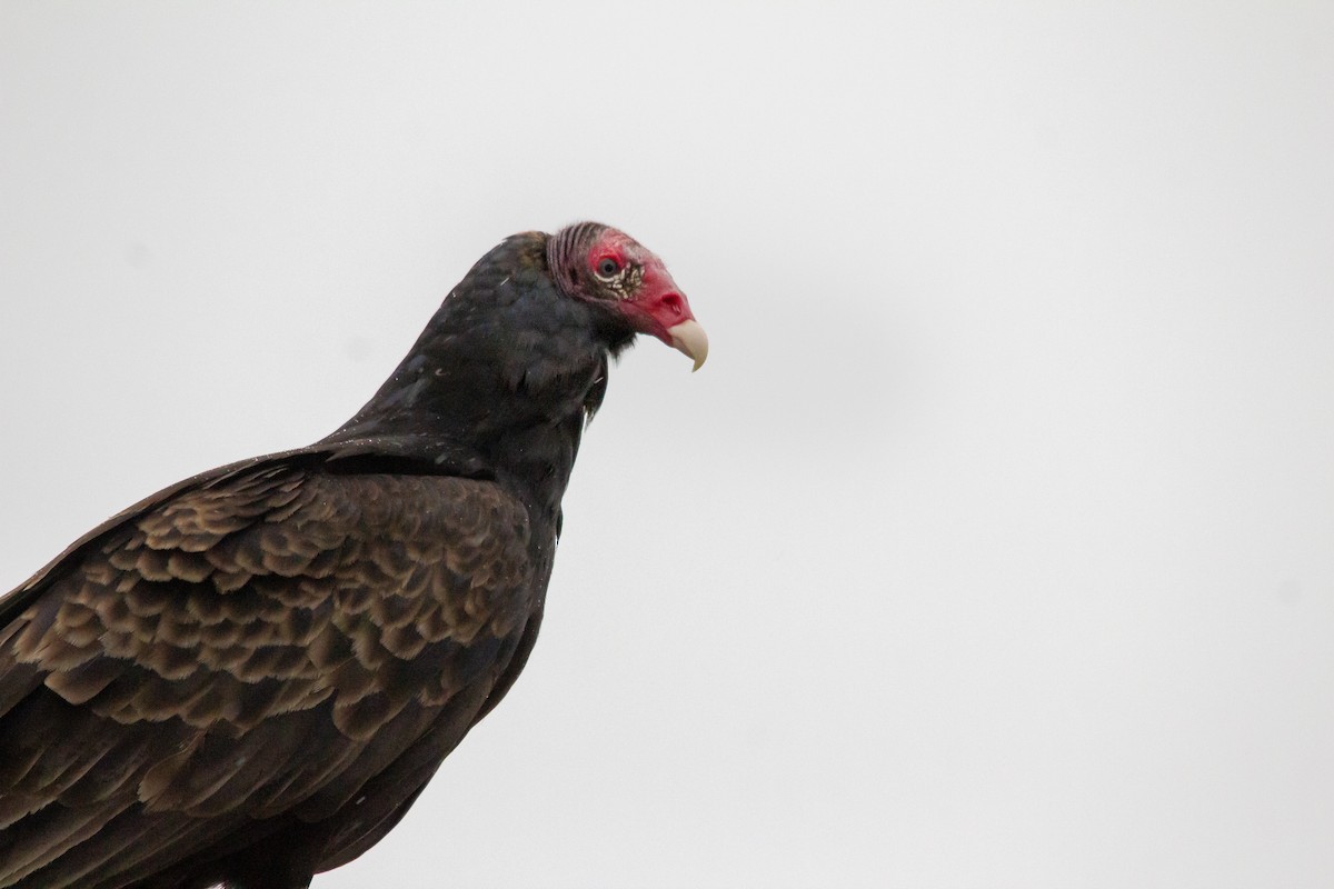 Turkey Vulture - Castin Cousino