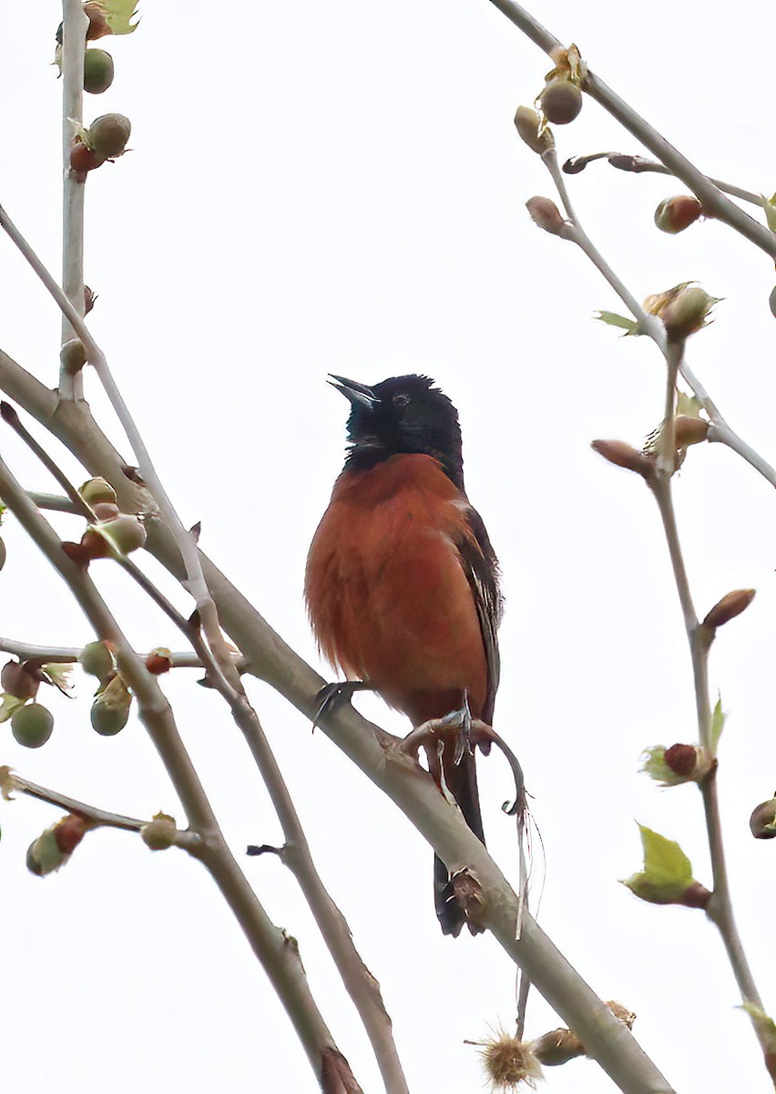 Orchard Oriole - ML618025747