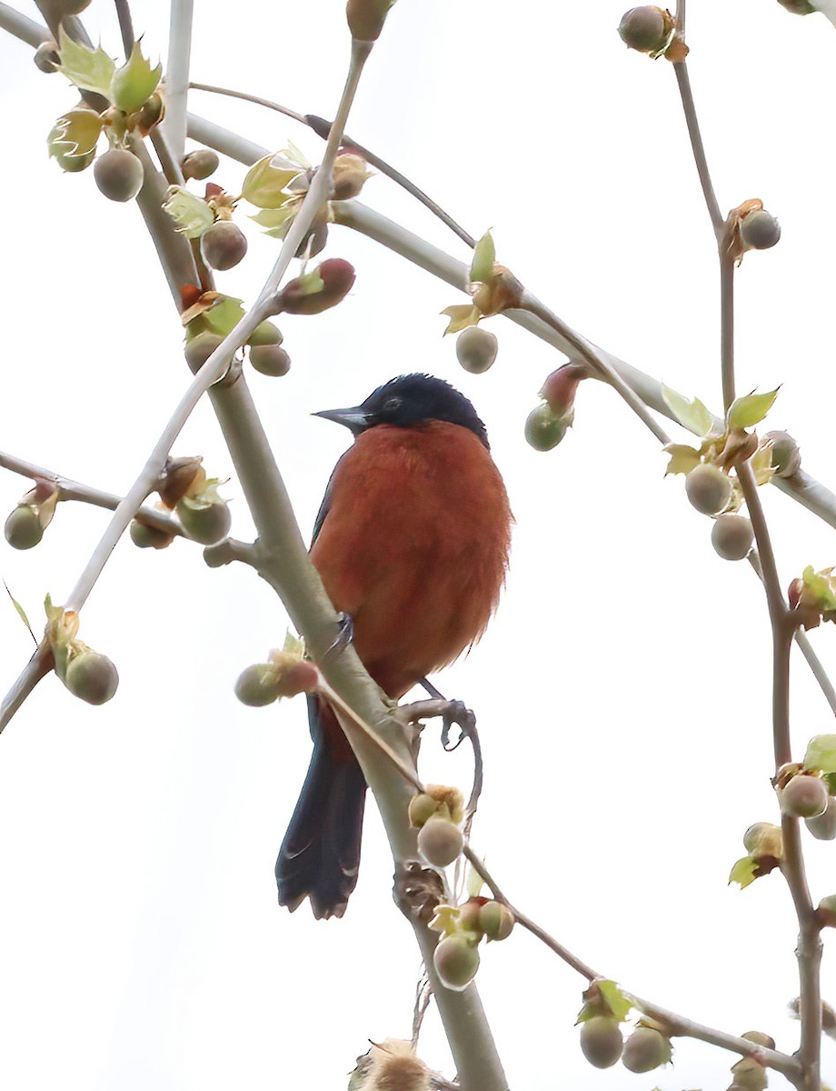 Orchard Oriole - ML618025748