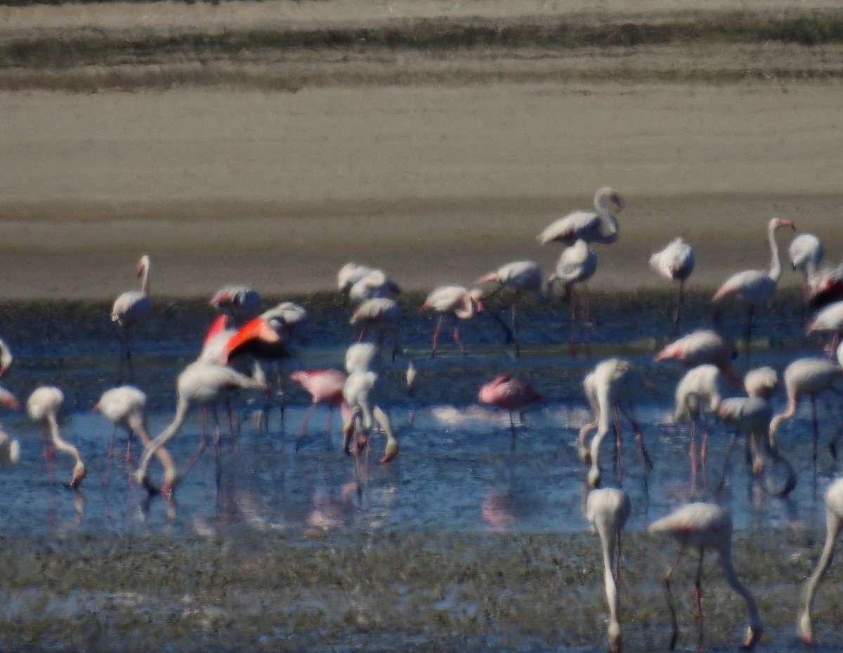 Lesser Flamingo - ML618025765