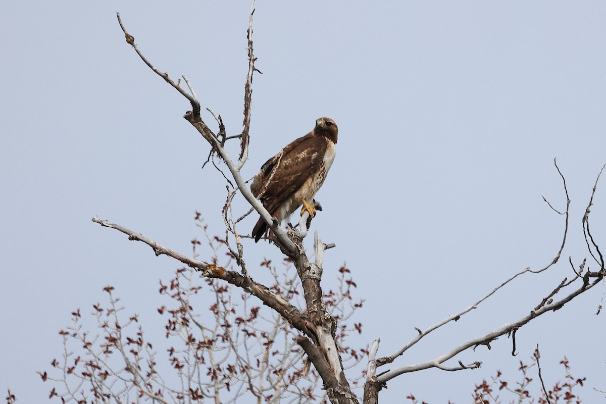 Red-tailed Hawk - ML618025790