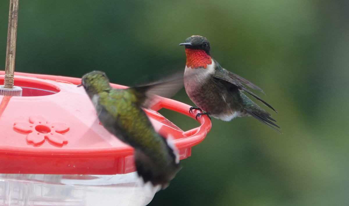 Ruby-throated Hummingbird - ML618025800