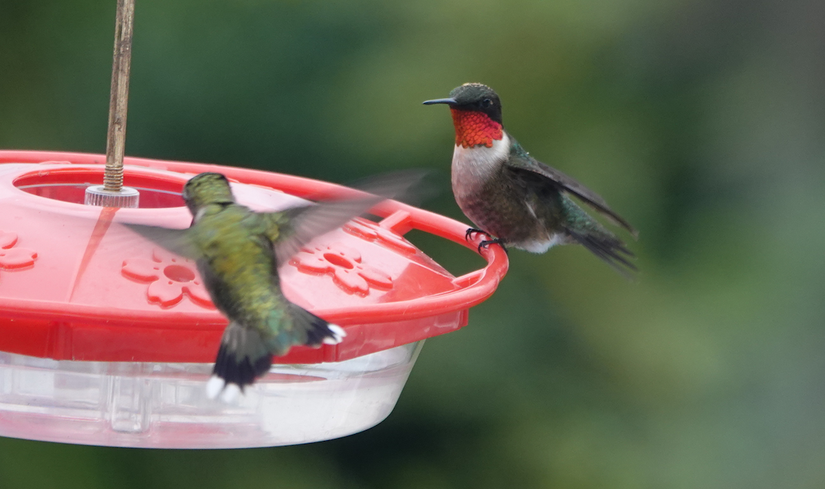 Ruby-throated Hummingbird - William Boyes