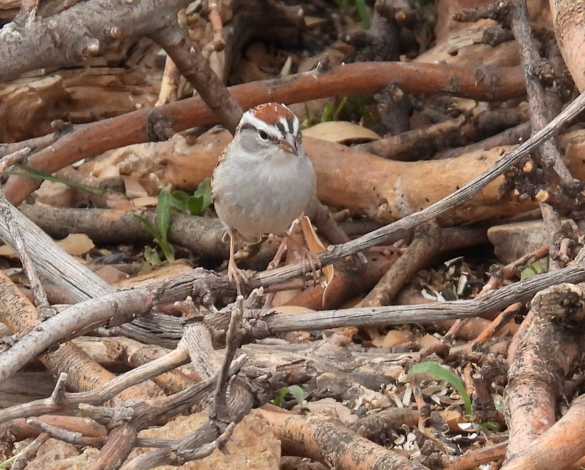 Chipping Sparrow - ML618025831