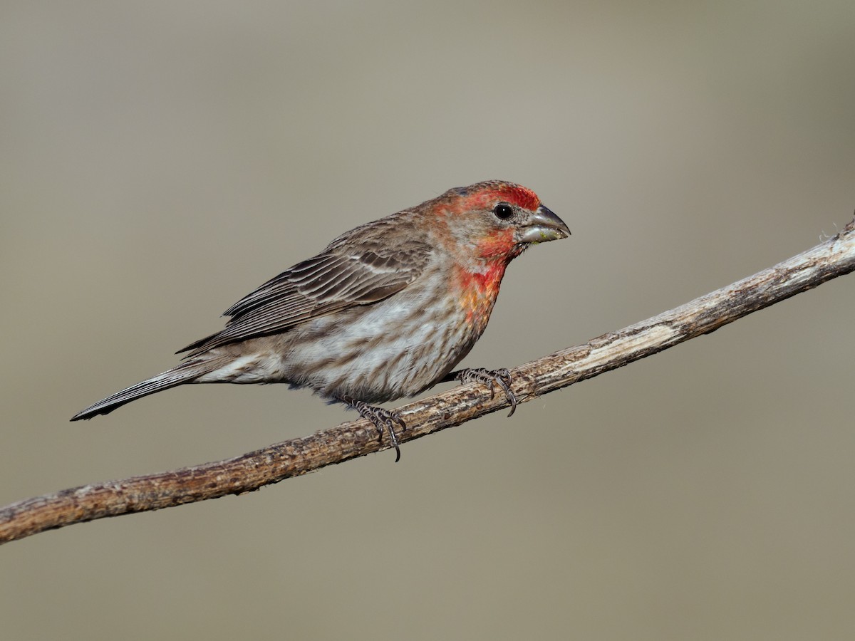 House Finch (Common) - ML618025832