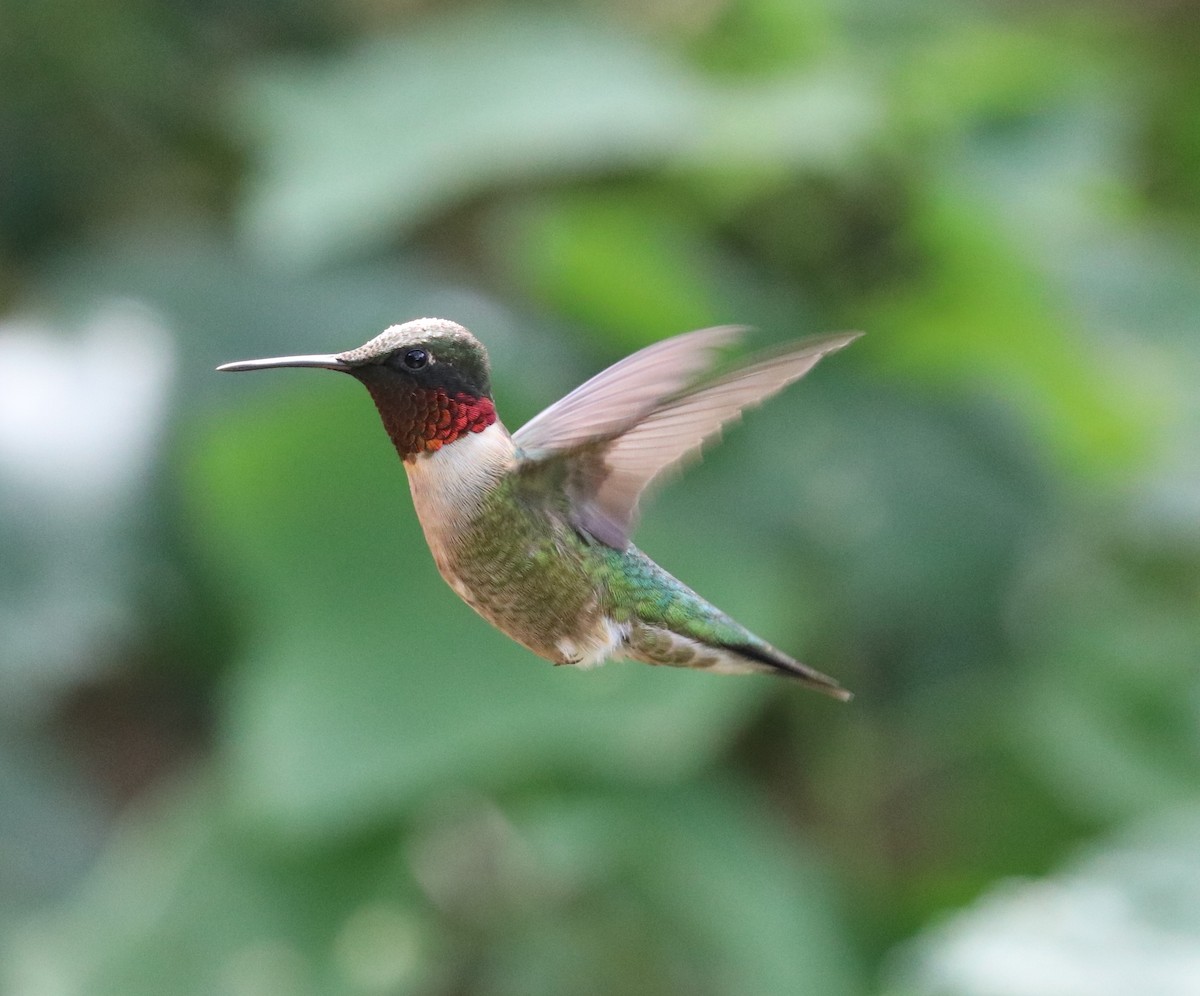 Ruby-throated Hummingbird - Loch Kilpatrick
