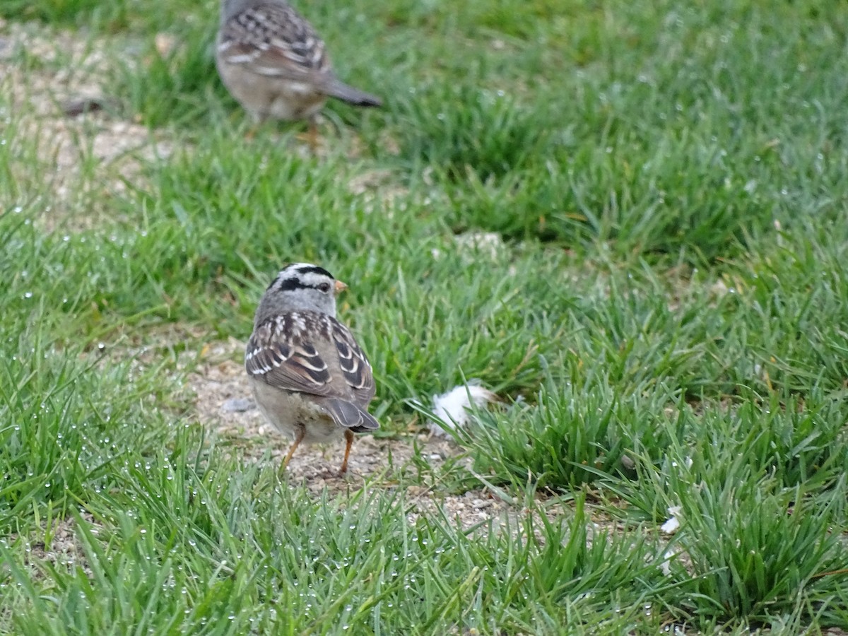 White-crowned Sparrow - ML618025887