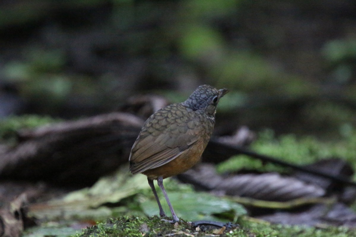 Moustached Antpitta - ML618025908