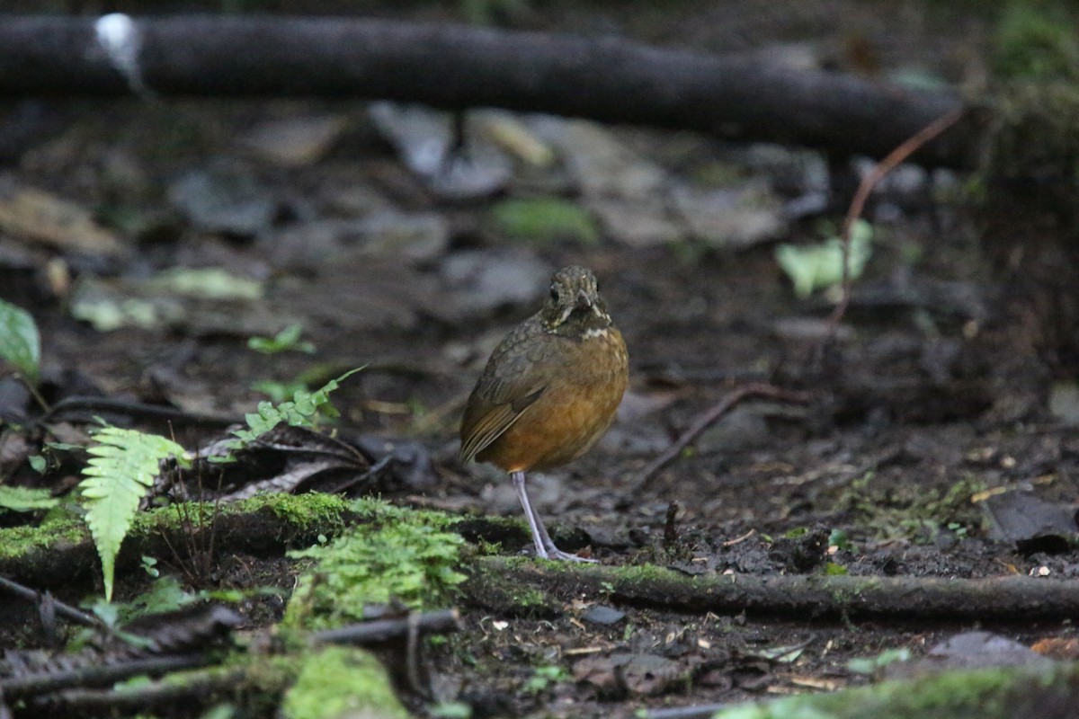 Moustached Antpitta - ML618025918