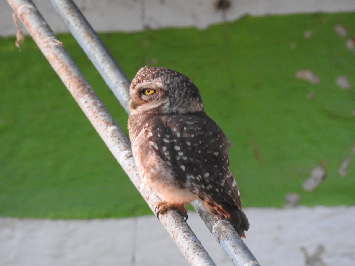 Spotted Owlet - ML618025938