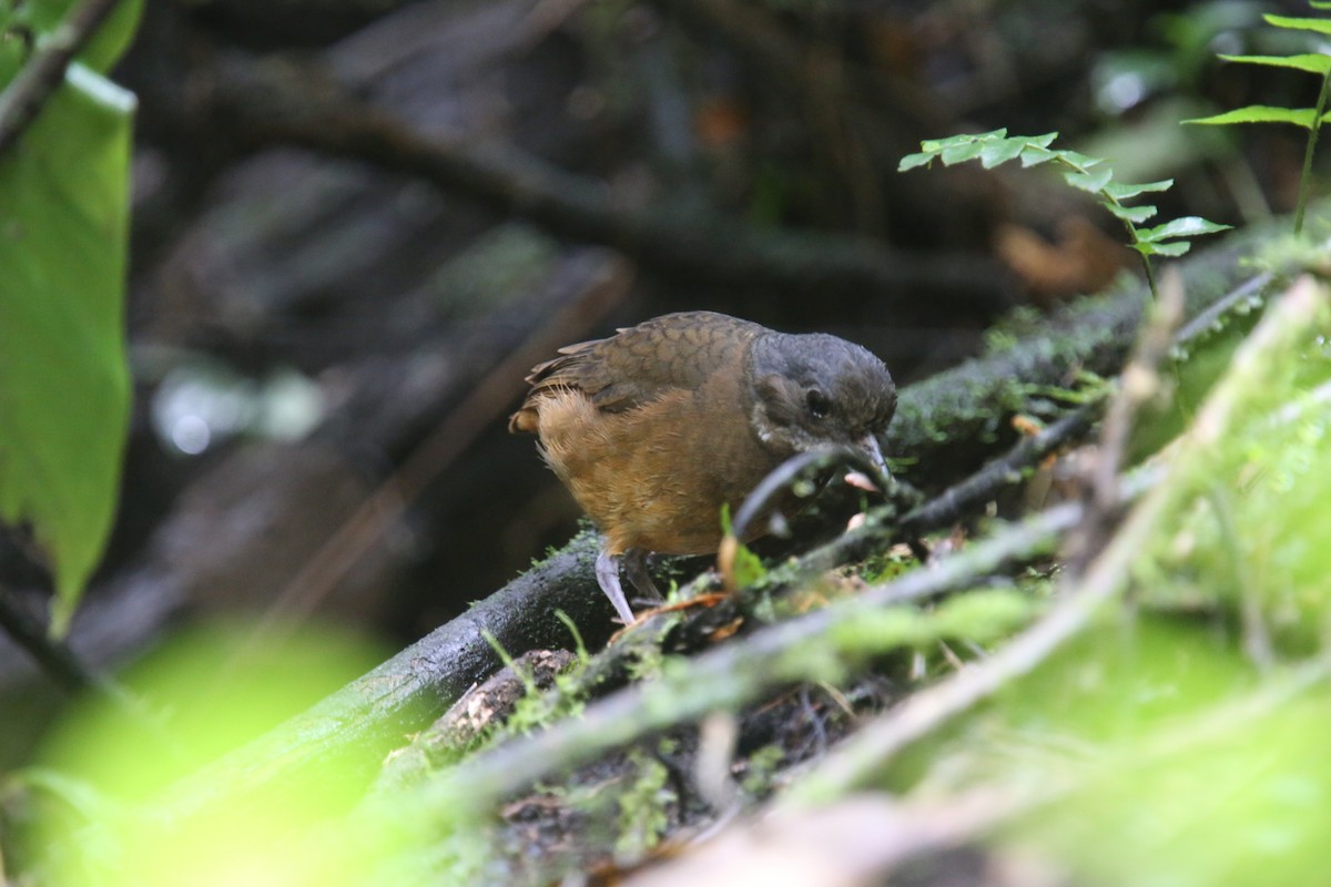Moustached Antpitta - ML618025944