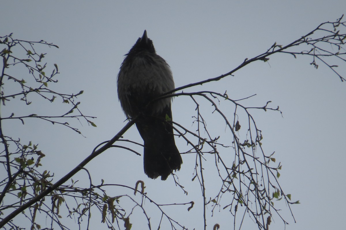 Hooded Crow - ML618025972
