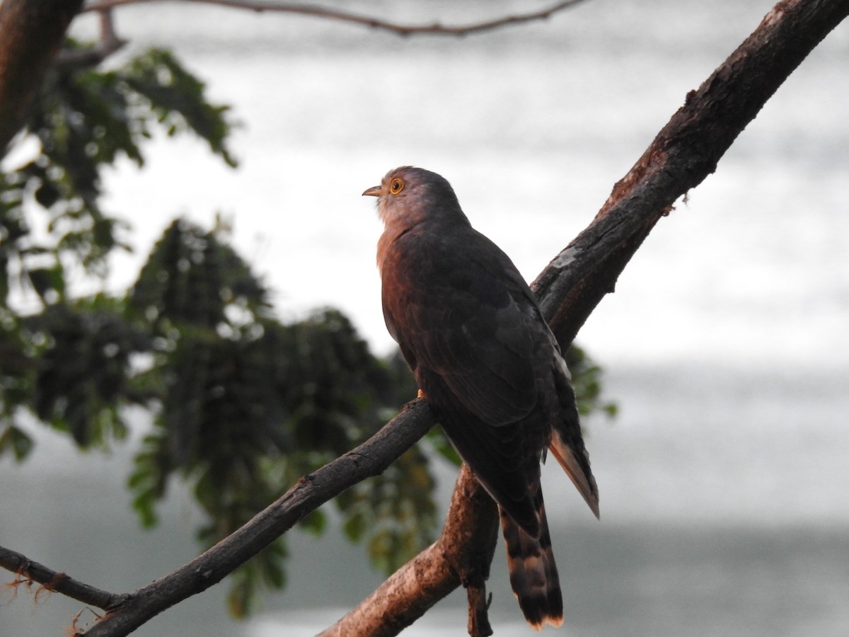 Common Hawk-Cuckoo - ML618025990
