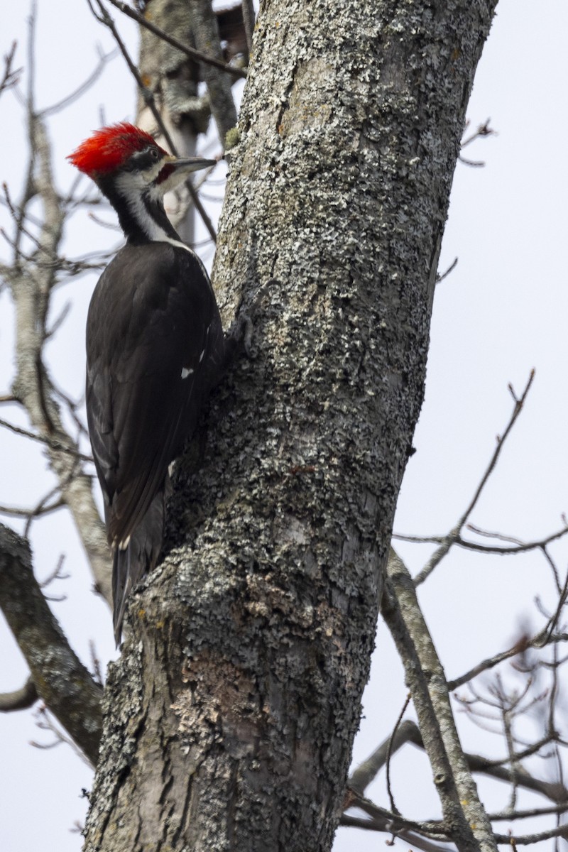 Pileated Woodpecker - Ed kendall