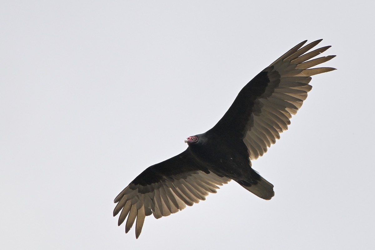 Turkey Vulture - Josiah Santiago