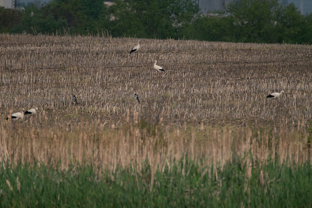 White Stork - ML618026031
