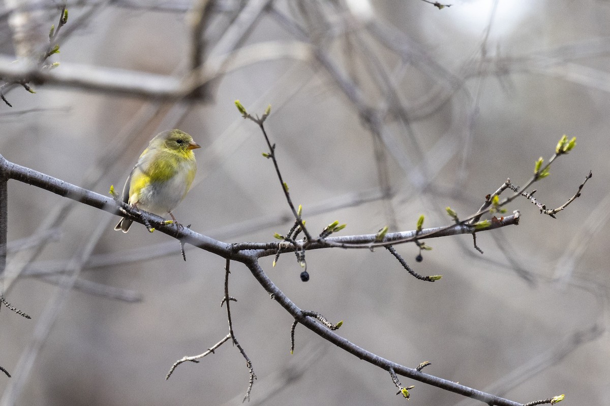 American Goldfinch - Ed kendall