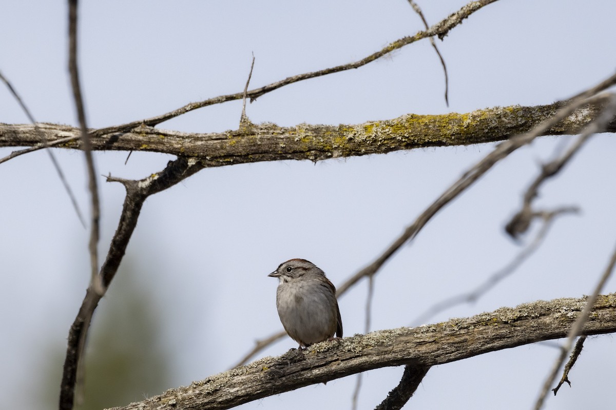 Swamp Sparrow - Ed kendall