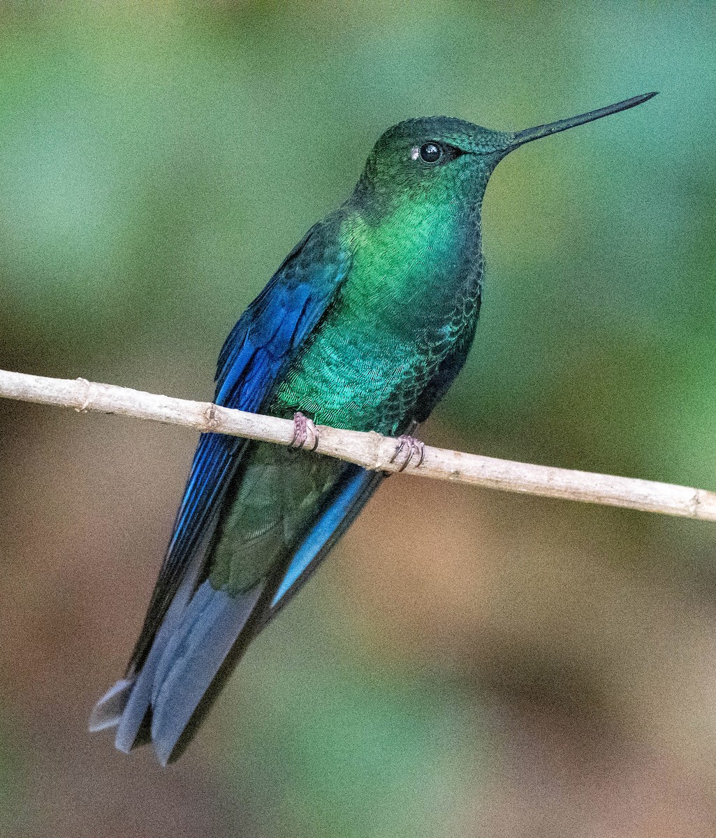 kolibřík modrokřídlý - ML618026098