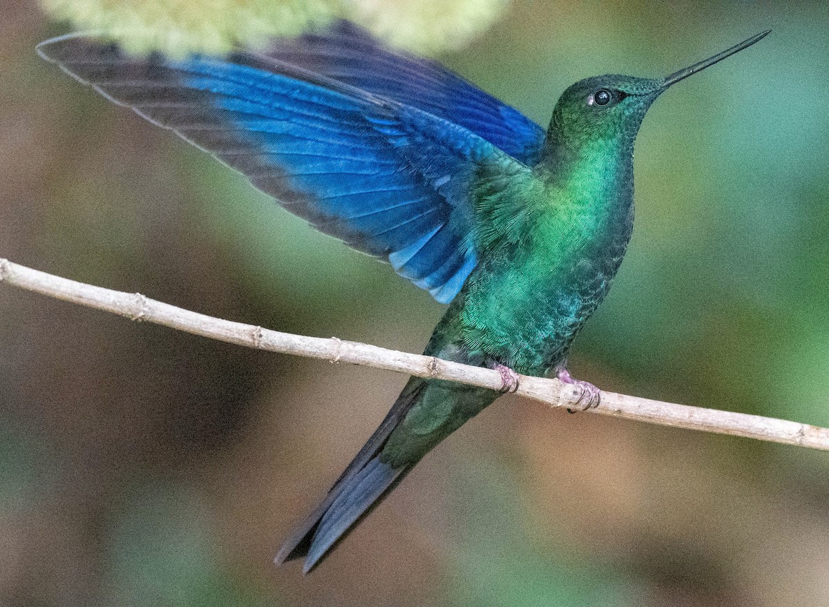 kolibřík modrokřídlý - ML618026099