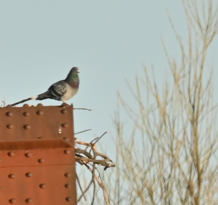 Rock Pigeon (Feral Pigeon) - Regis Fortin