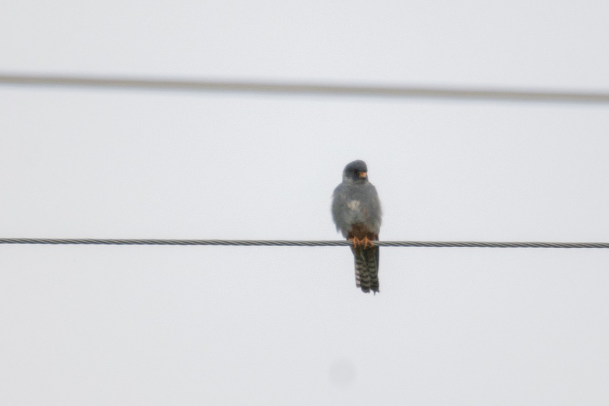Red-footed Falcon - ML618026117