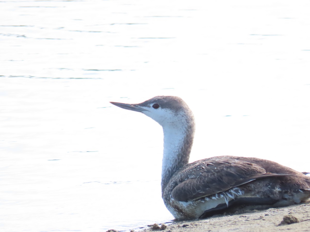 Red-throated Loon - ML618026124