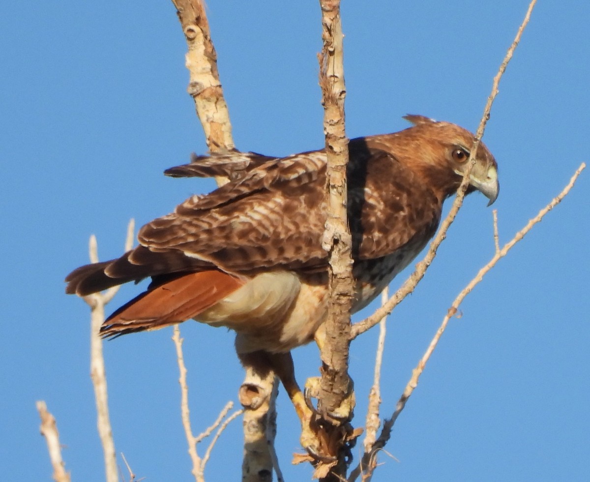 Red-tailed Hawk - ML618026138