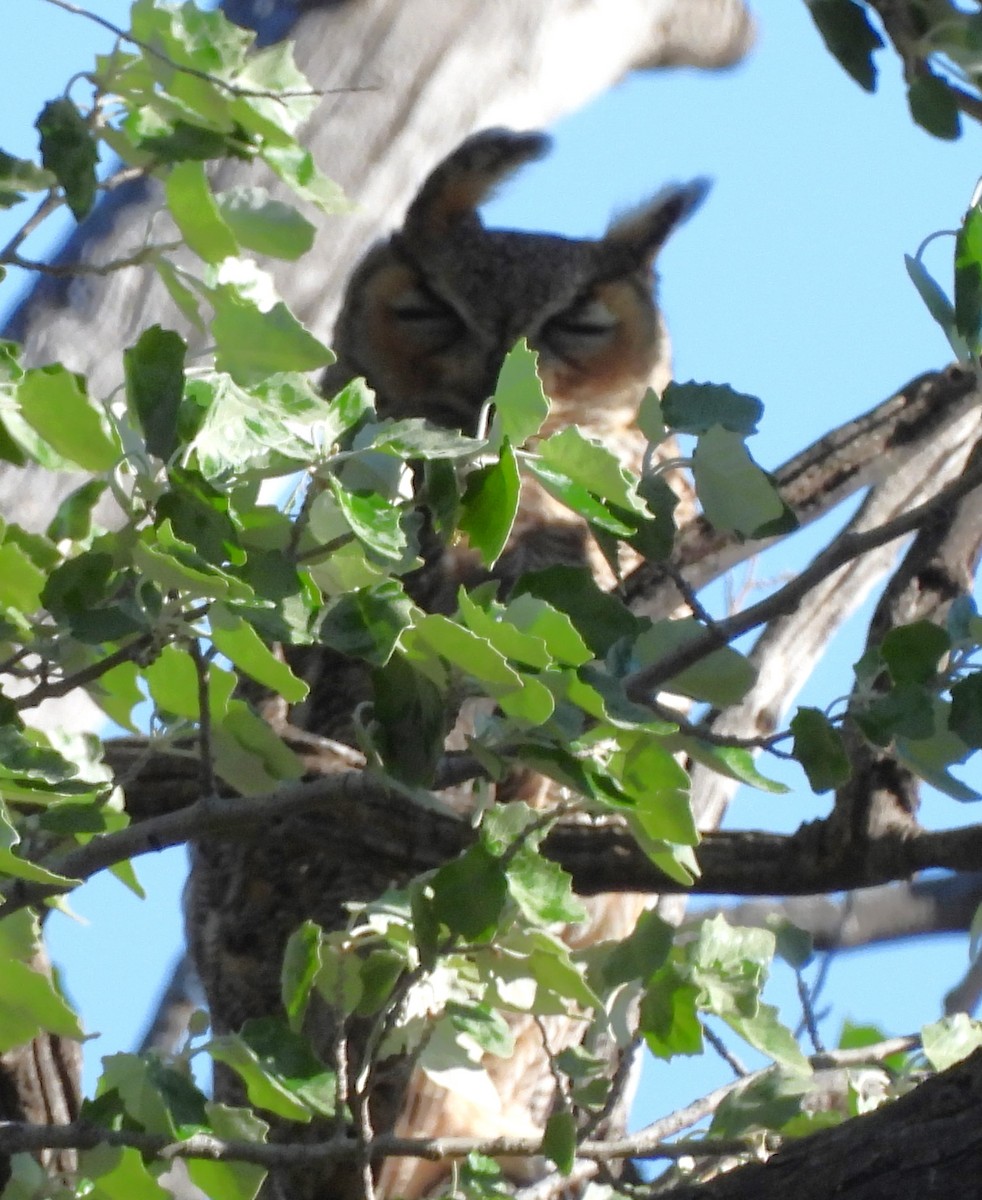 Great Horned Owl - ML618026143
