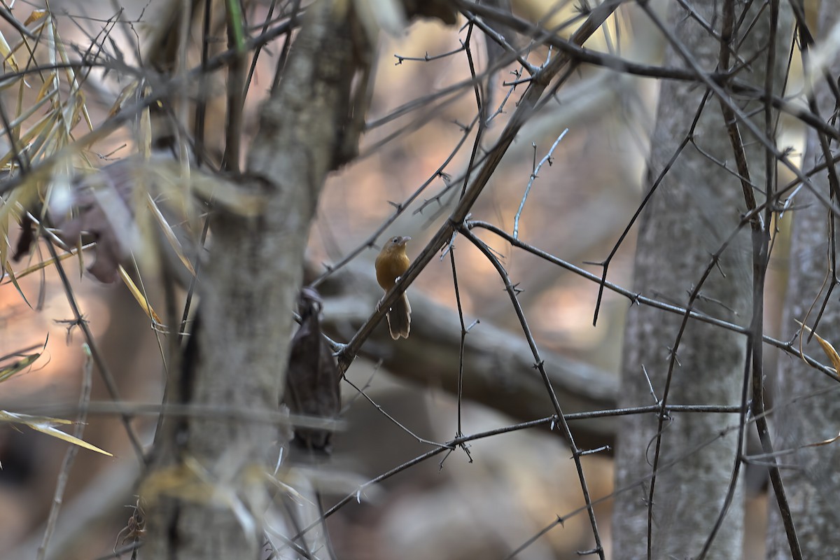 Tawny-bellied Babbler - Mahender Alpula
